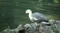 Beautiful Exotic Goose, Duck in a Park Lake, Small Pond, Birds HD Footage