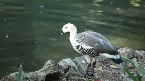 Beautiful Exotic Goose, Duck in a Park Lake, Small Pond, Birds Stock Footage