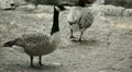 Beautiful Exotic Goose, Duck in a Park Lake, Small Pond, Birds HD Footage
