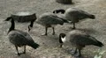 Beautiful Exotic Goose, Duck in a Park Lake, Small Pond, Birds HD Footage