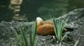 Beautiful Exotic Goose, Duck in a Park Lake, Small Pond, Birds HD Footage