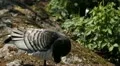 Beautiful Exotic Goose, Duck in a Park Lake, Small Pond, Birds HD Footage