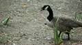 Beautiful Exotic Goose, Duck in a Park Lake, Small Pond, Birds HD Footage