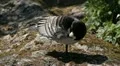 Beautiful Exotic Goose, Duck in a Park Lake, Small Pond, Birds HD Footage