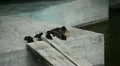 Beautiful Exotic Goose, Duck in a Park Lake, Small Pond, Birds HD Footage