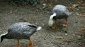Beautiful Exotic Goose, Duck in a Park Lake, Small Pond, Birds HD Footage