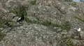 Beautiful Exotic Goose, Duck in a Park Lake, Small Pond, Birds HD Footage