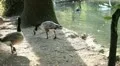 Beautiful Exotic Goose, Duck in a Park Lake, Small Pond, Birds HD Footage