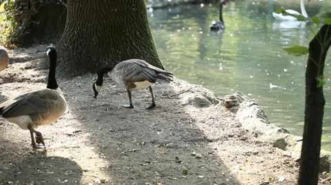 Beautiful Exotic Goose, Duck in a Park Lake, Small Pond, Birds Stock Footage 9581237