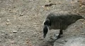 Beautiful Exotic Goose, Duck in a Park Lake, Small Pond, Birds HD Footage