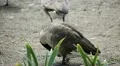 Beautiful Exotic Goose, Duck in a Park Lake, Small Pond, Birds HD Footage