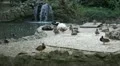 Beautiful Exotic Goose, Duck in a Park Lake, Small Pond, Birds HD Footage