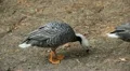 Beautiful Exotic Goose, Duck in a Park Lake, Small Pond, Birds HD Footage