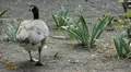 Beautiful Exotic Goose, Duck in a Park Lake, Small Pond, Birds HD Footage