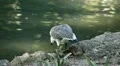 Beautiful Exotic Goose, Duck in a Park Lake, Small Pond, Birds HD Footage
