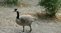 Beautiful Exotic Goose, Duck in a Park Lake, Small Pond, Birds HD Footage