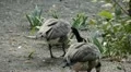 Beautiful Exotic Goose, Duck in a Park Lake, Small Pond, Birds HD Footage