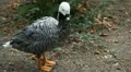 Beautiful Exotic Goose, Duck in a Park Lake, Small Pond, Birds HD Footage