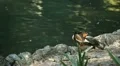 Beautiful Exotic Goose, Duck in a Park Lake, Small Pond, Birds HD Footage