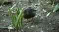 Beautiful Exotic Goose, Duck in a Park Lake, Small Pond, Birds HD Footage