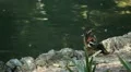 Beautiful Exotic Goose, Duck in a Park Lake, Small Pond, Birds HD Footage