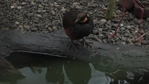 A beautiful exotic pheasant bird Video stock 346627492