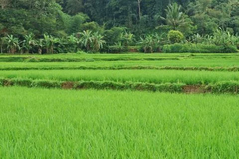 Beautiful expanse of rice fields in countryside. Stock Photos