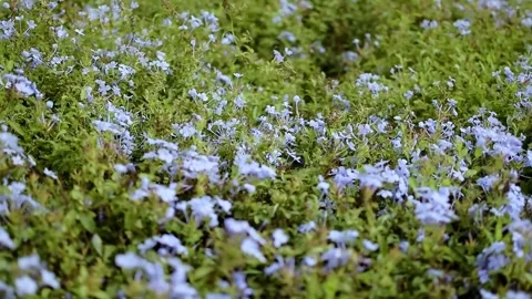 The beautiful extreme close up flower and green trees background Stock Footage 270460053