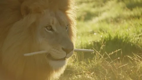 Beautiful Eye-level Lion Close-up At Sunrise - Running Stick in Mouth Stock Footage 286296473