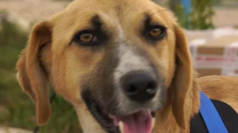 Beautiful face dog close-up Stock Footage 224124835