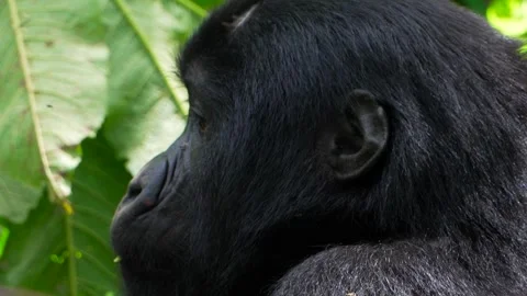 Beautiful face of mountain gorilla eating in Uganda. Slow motion close up Stock Footage 345883460