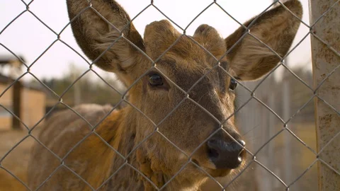 Beautiful face of a sad deer behind the fence Stock Footage 129246817