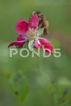 Beautiful faded pink Rose with petals and Stamen in the Parc Stock Photos
