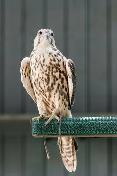 Beautiful falcon Stock Photos