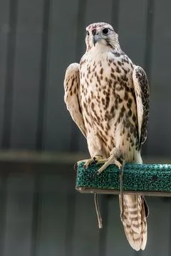 Beautiful falcon Stock Photos