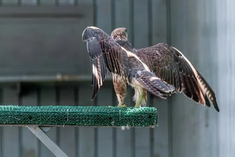 Beautiful falcon Stock Photos