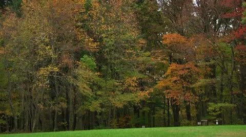 Beautiful Fall / Autumn Forest (LP-Voorhees-012) Video stock 8927976