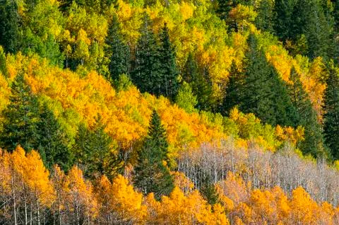 Beautiful fall background Stock Photos