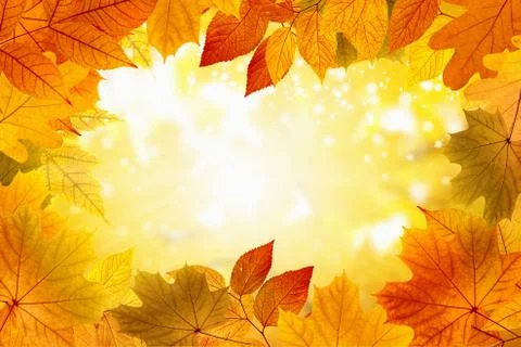 Beautiful fall background Фото