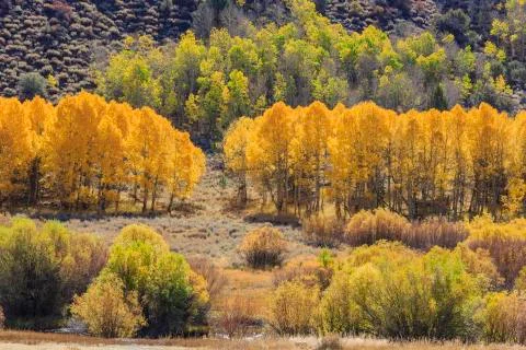 Beautiful fall color in California Foto stock