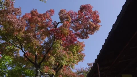 Beautiful fall color tree, looking up. Blue sky with silhouette building Stock Footage 322193643