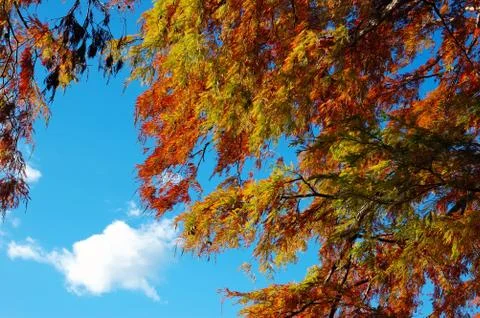  beautiful fall color of a tree Stock Photos