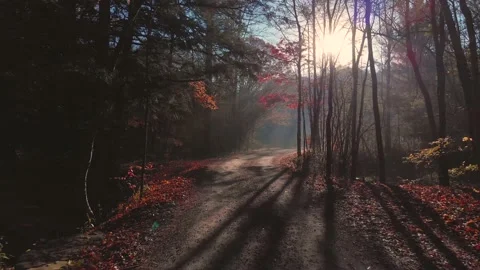 Beautiful fall colors 4K Video stock 165501998