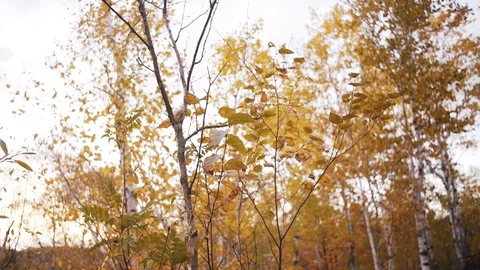 Beautiful Fall colors on Birch Trees in Duluth Minnesota. Stock Footage 88687964