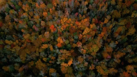 Beautiful fall colors in forest canopy - aerial view, Catskills, NY Stock Footage 219852555