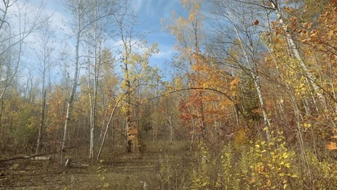 Beautiful fall colours. Stock Footage 81928050