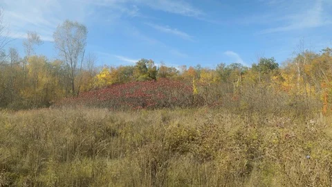 Beautiful fall colours. Stock Footage 81928409