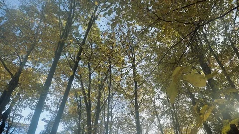 Beautiful fall colours. Stock Footage 81928656