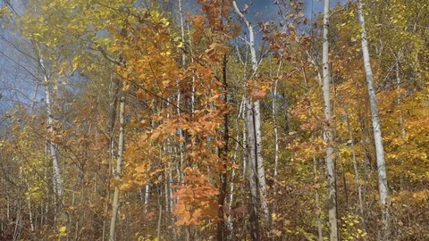 Beautiful fall colours. Stock Footage 81929041