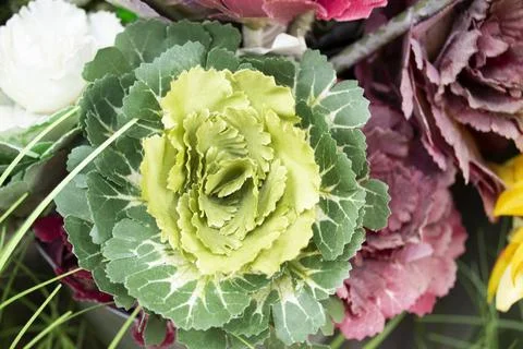 Beautiful fall decorating with artificial flowering cabbage Stock Photos